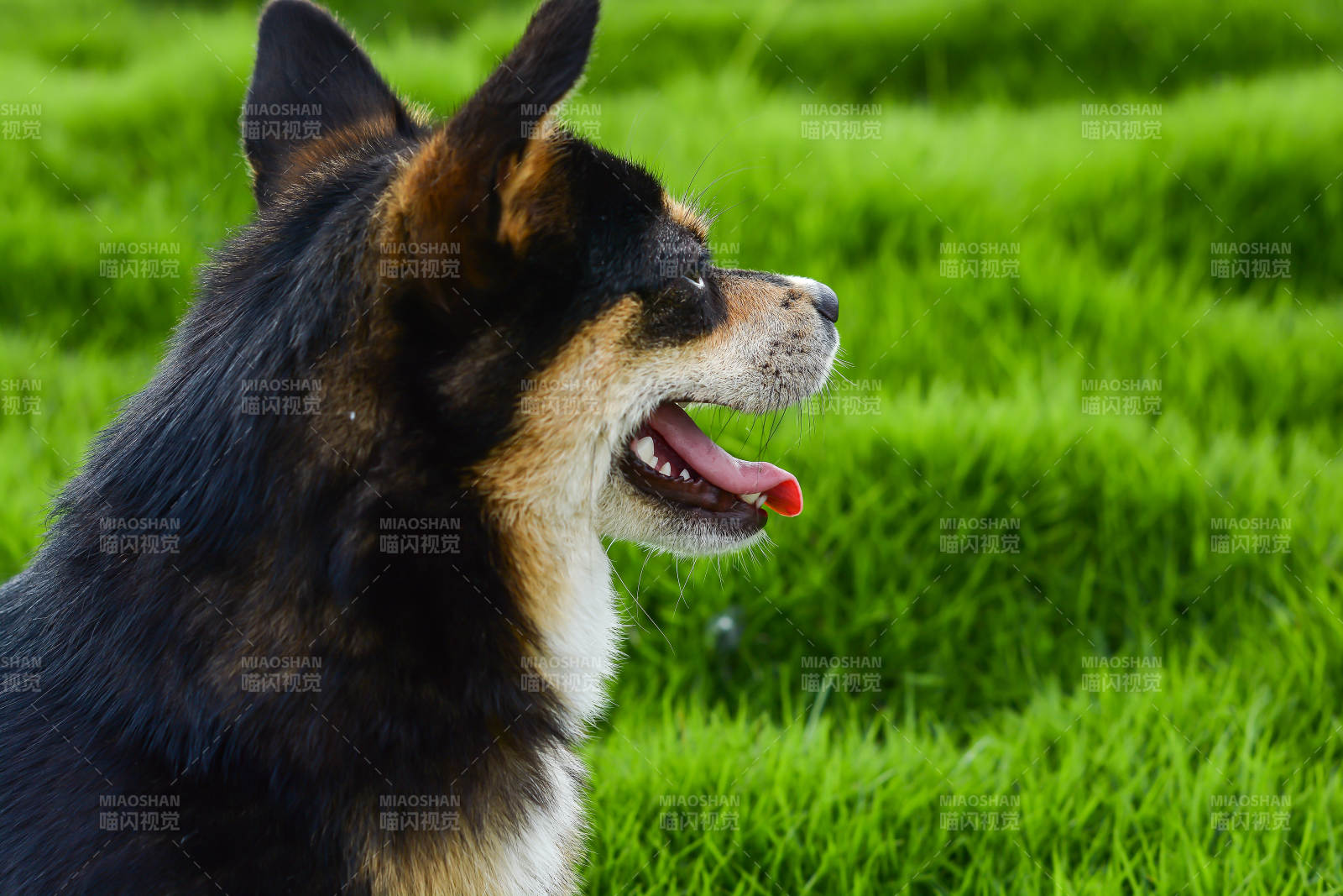 草地上的快乐小狗图片