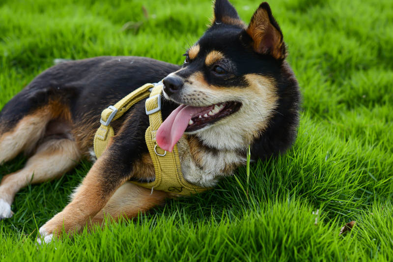草地上的快乐狗狗图片