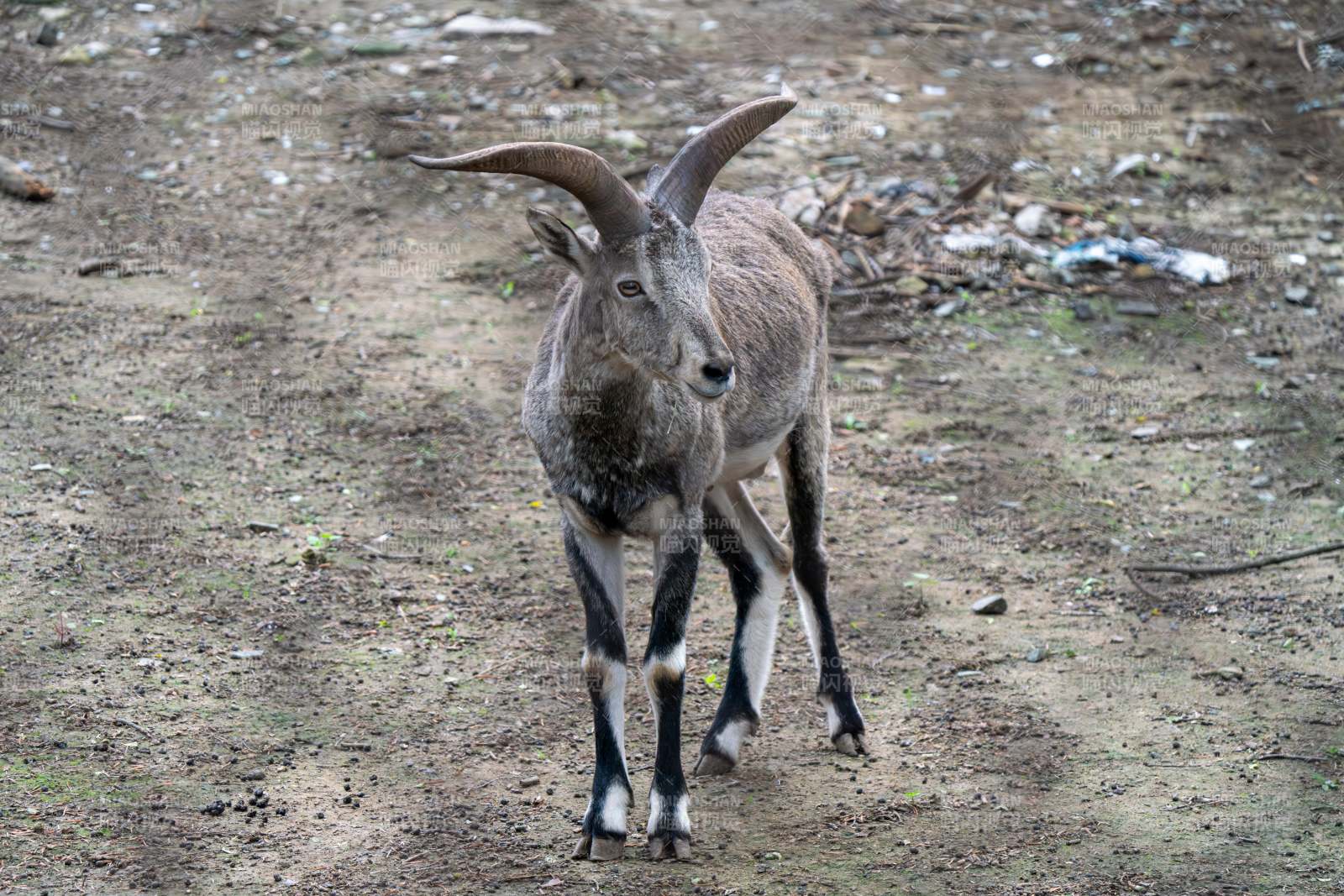 山羊在林间漫步图片