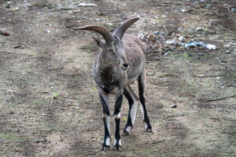 山羊在林间漫步图片