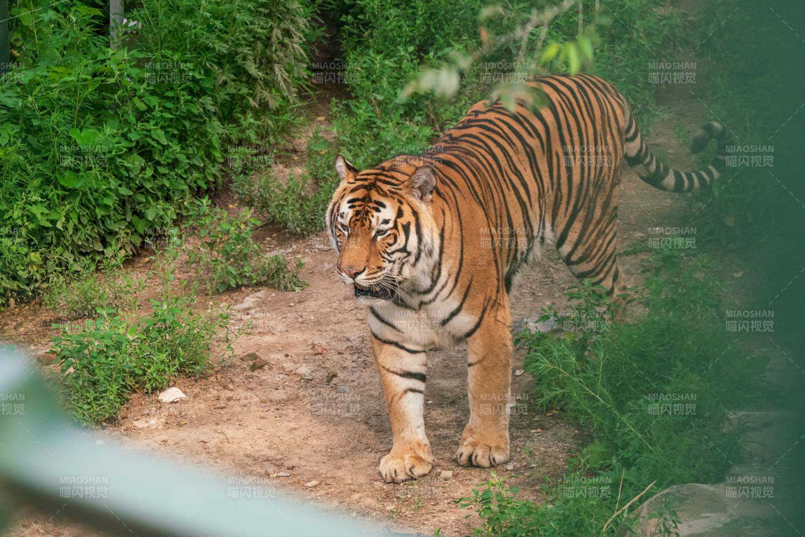 丛林中的老虎图片