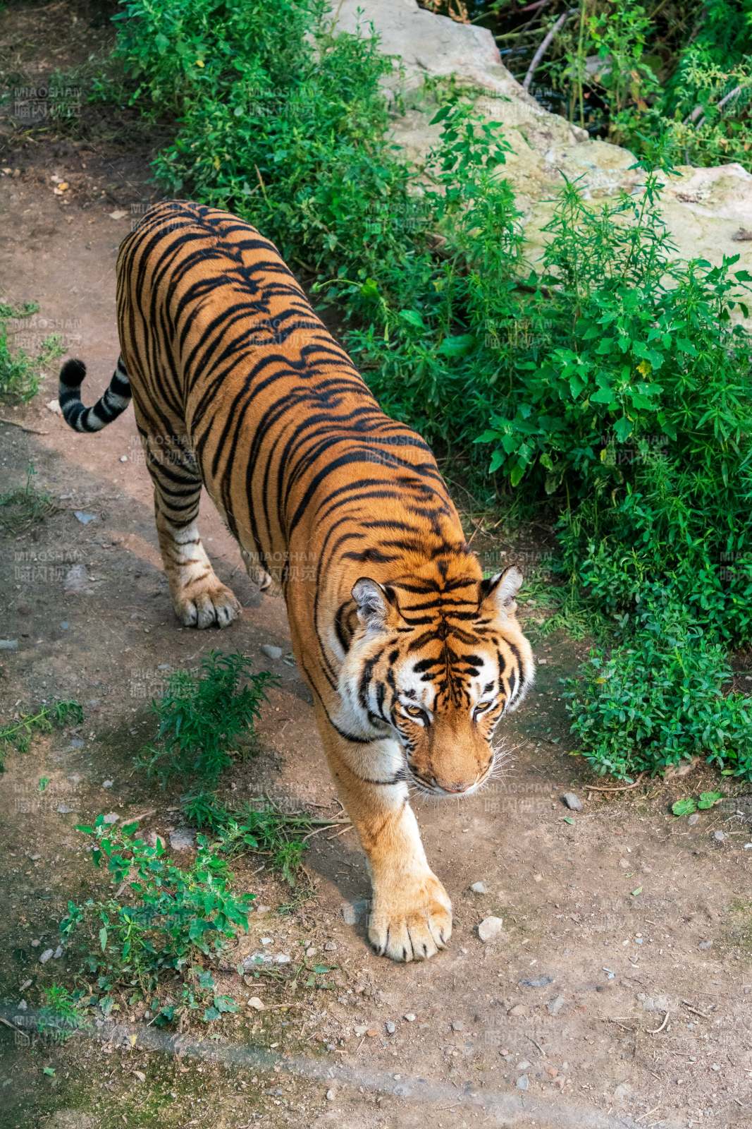 虎行丛林 威风凛凛图片