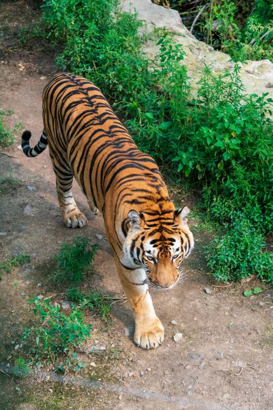 虎行丛林 威风凛凛图片