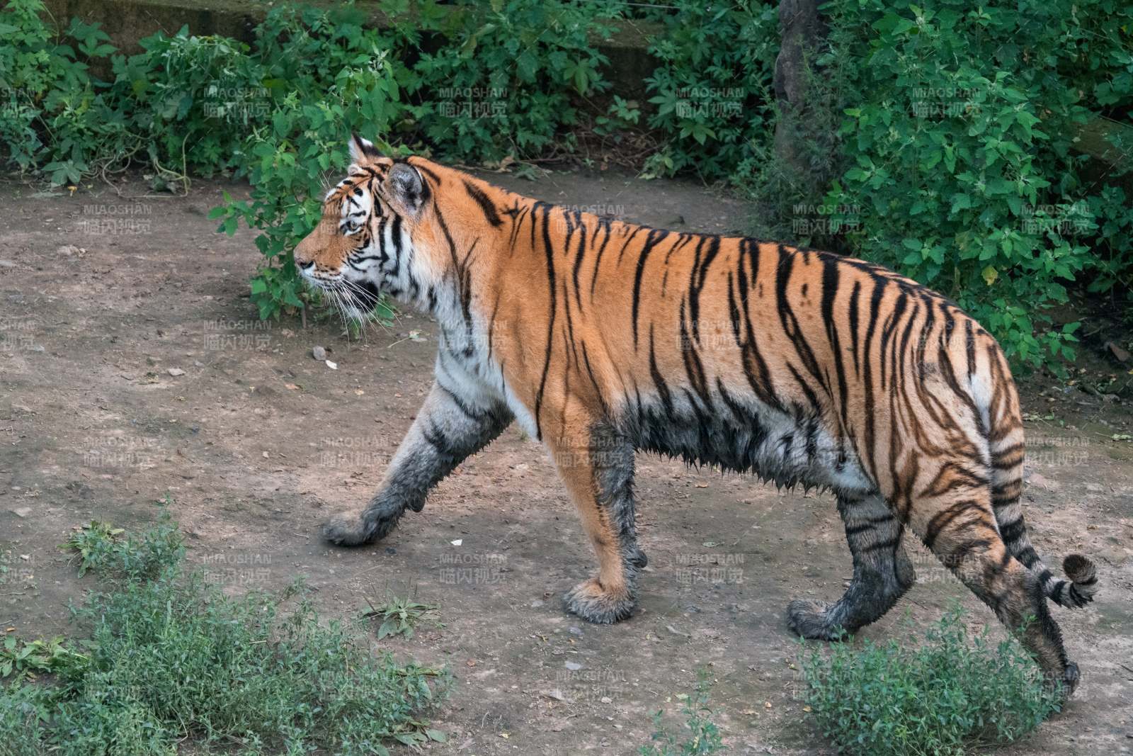 行走中的老虎图片
