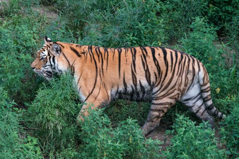 丛林中的老虎图片