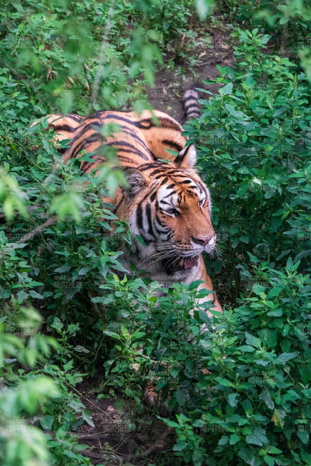丛林中的老虎图片