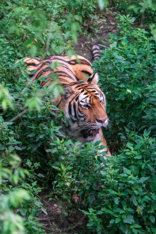 丛林中的老虎图片