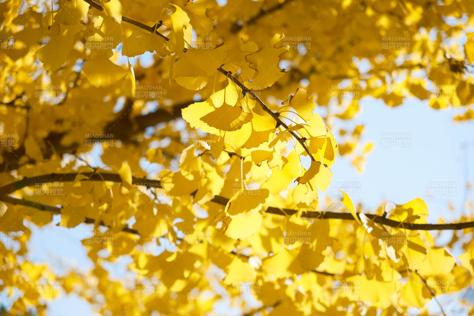 秋日银杏叶的金黄之美图片