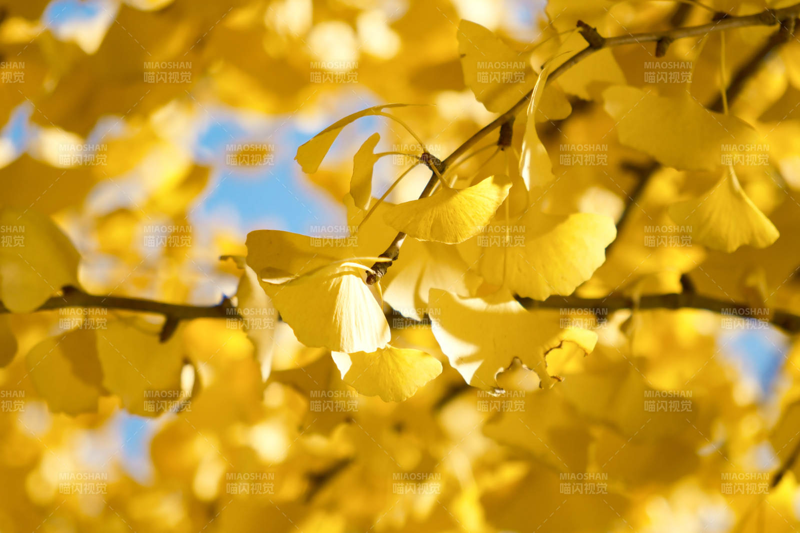 秋日银杏叶的金黄之美图片