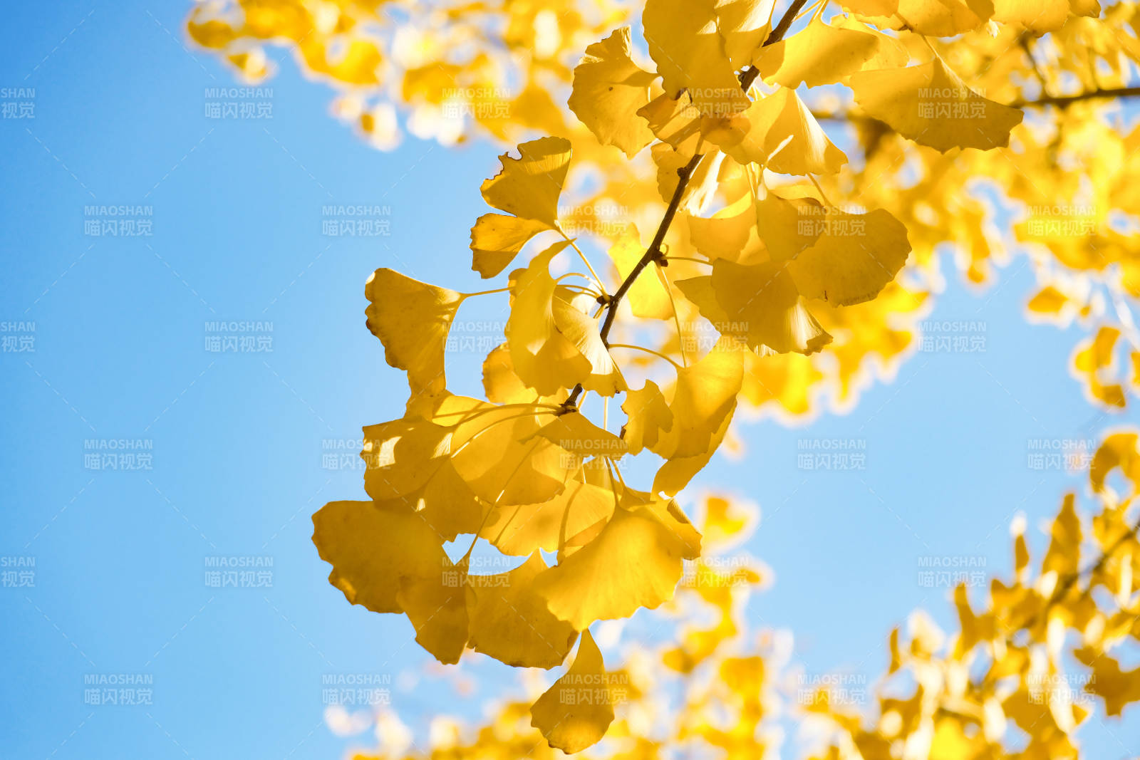 秋日银杏叶映蓝天图片