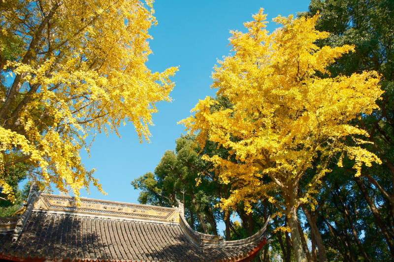 虎丘秋日古寺黄叶映蓝天图片