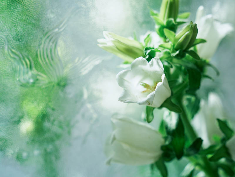 清新风铃草 绿意盎然图片