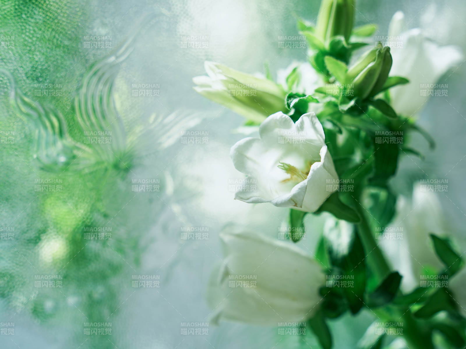 清新风铃草 绿意盎然图片