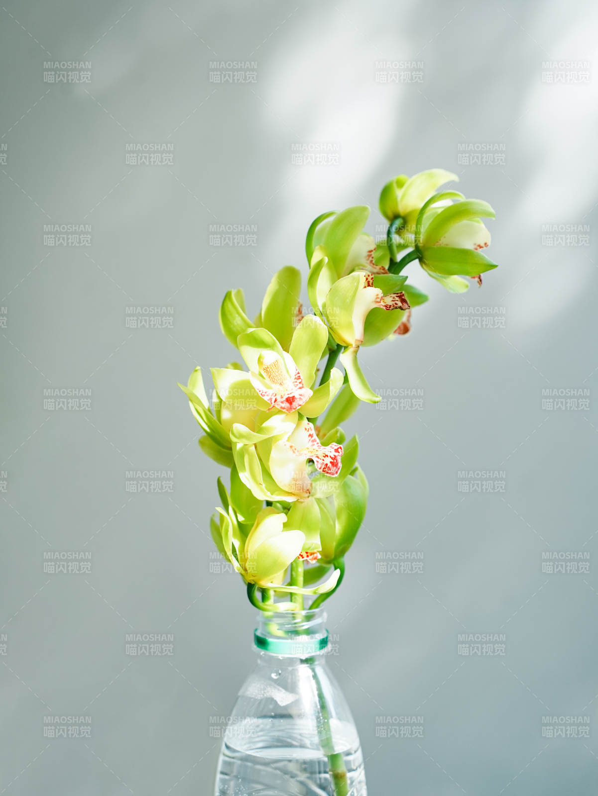 绿意盎然的大花蕙兰瓶景图片