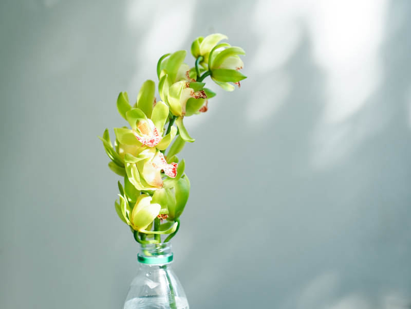 绿意盎然的瓶中花影大花蕙兰图片