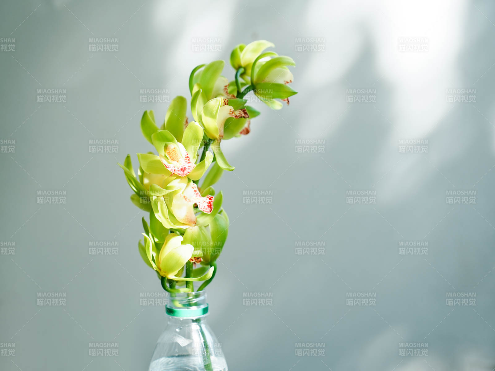 绿意盎然的瓶中花影大花蕙兰图片