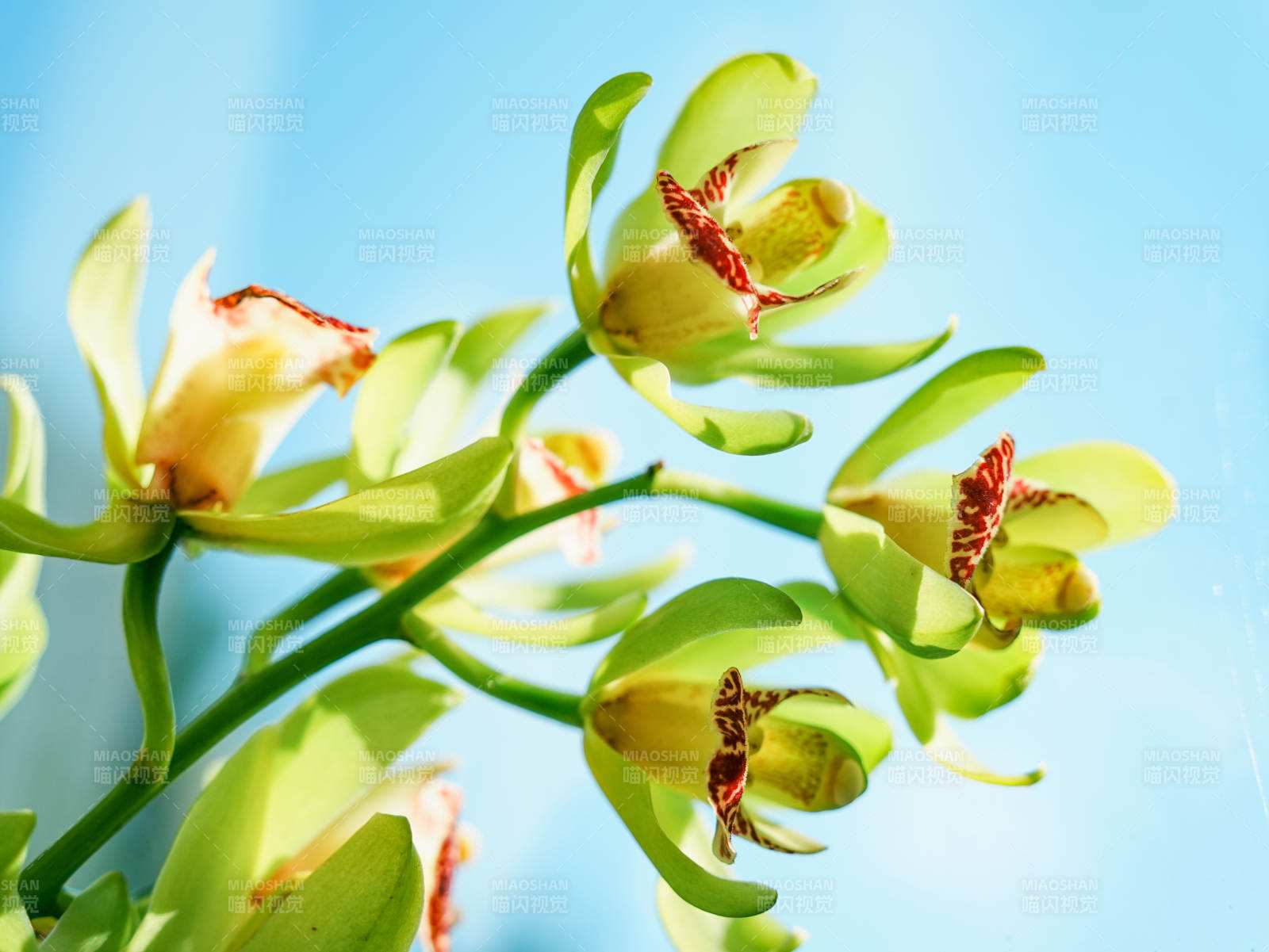 绿色大花蕙兰绽放 清新自然美图片