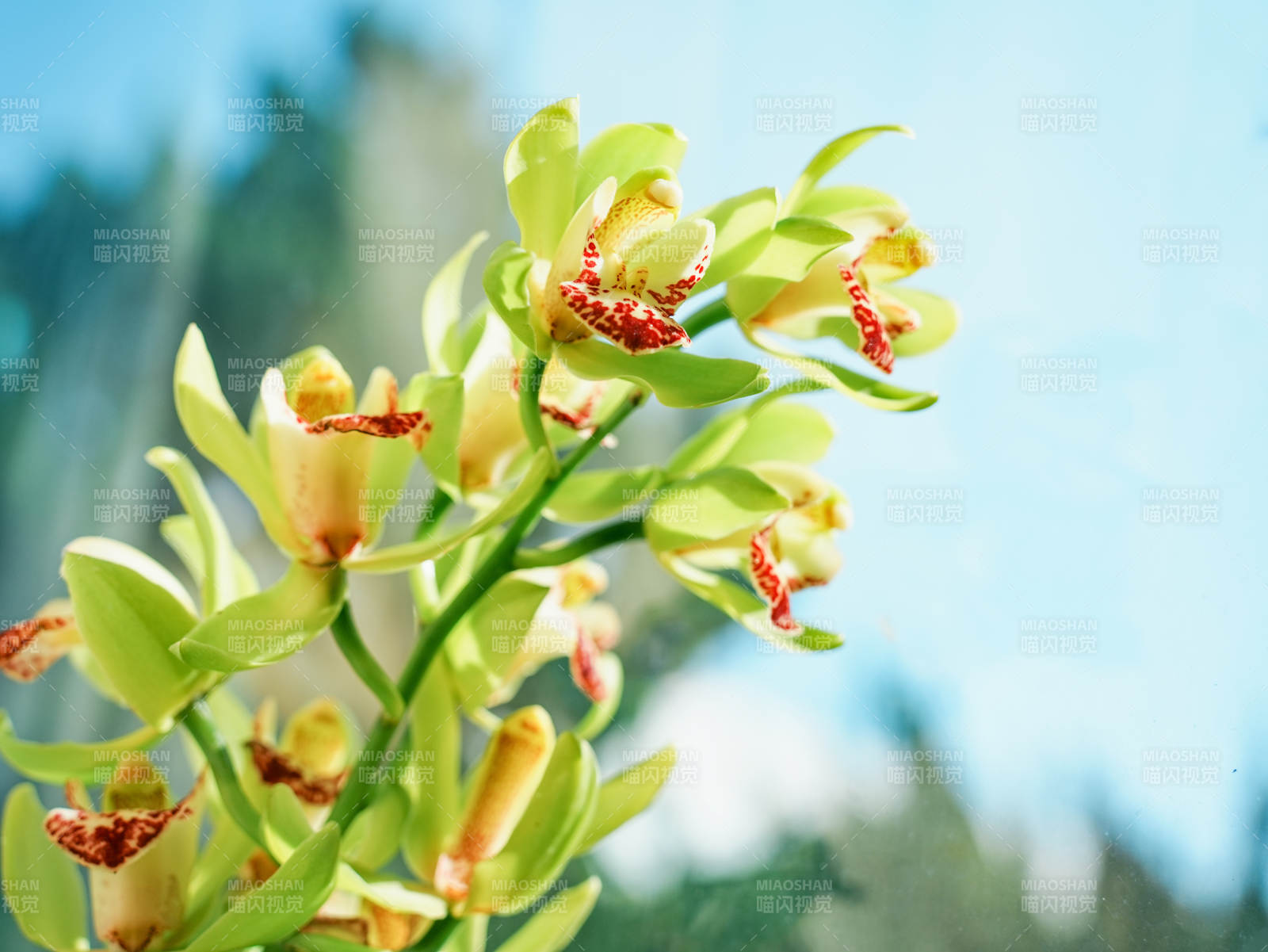 绿意盎然的大花蕙兰绽放图片