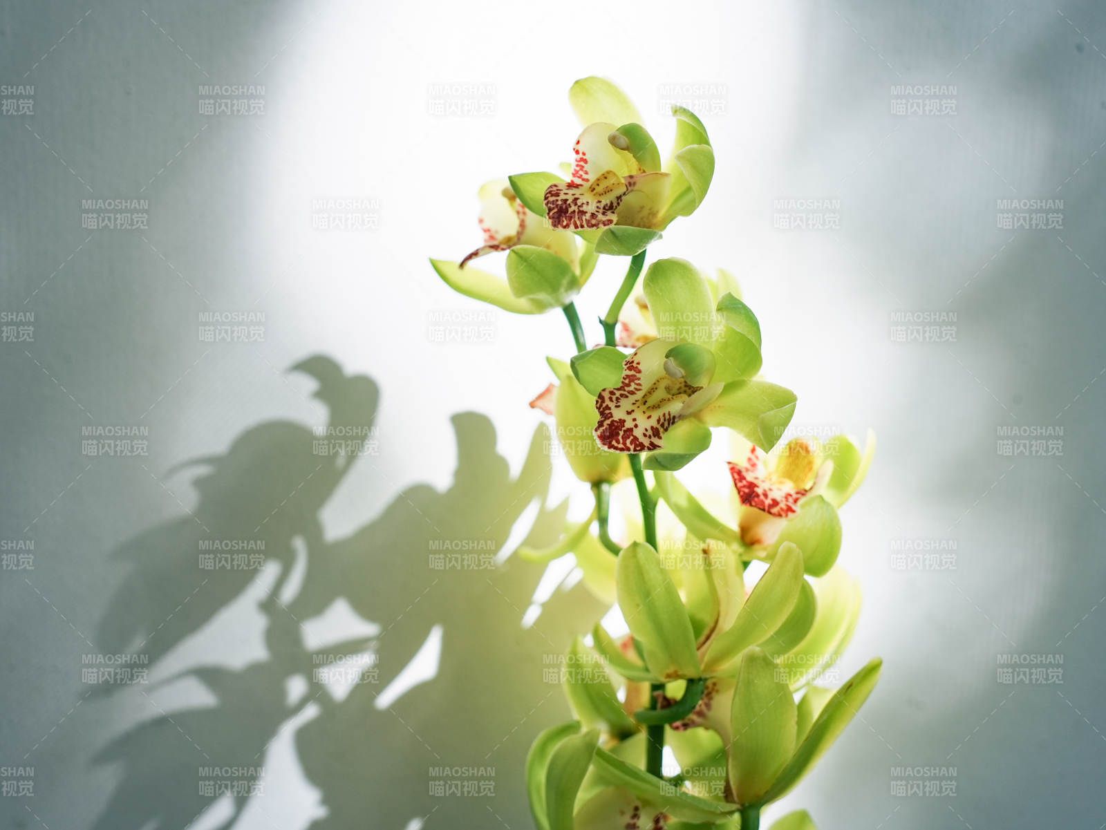 绿意盎然的大花蕙兰影子图片