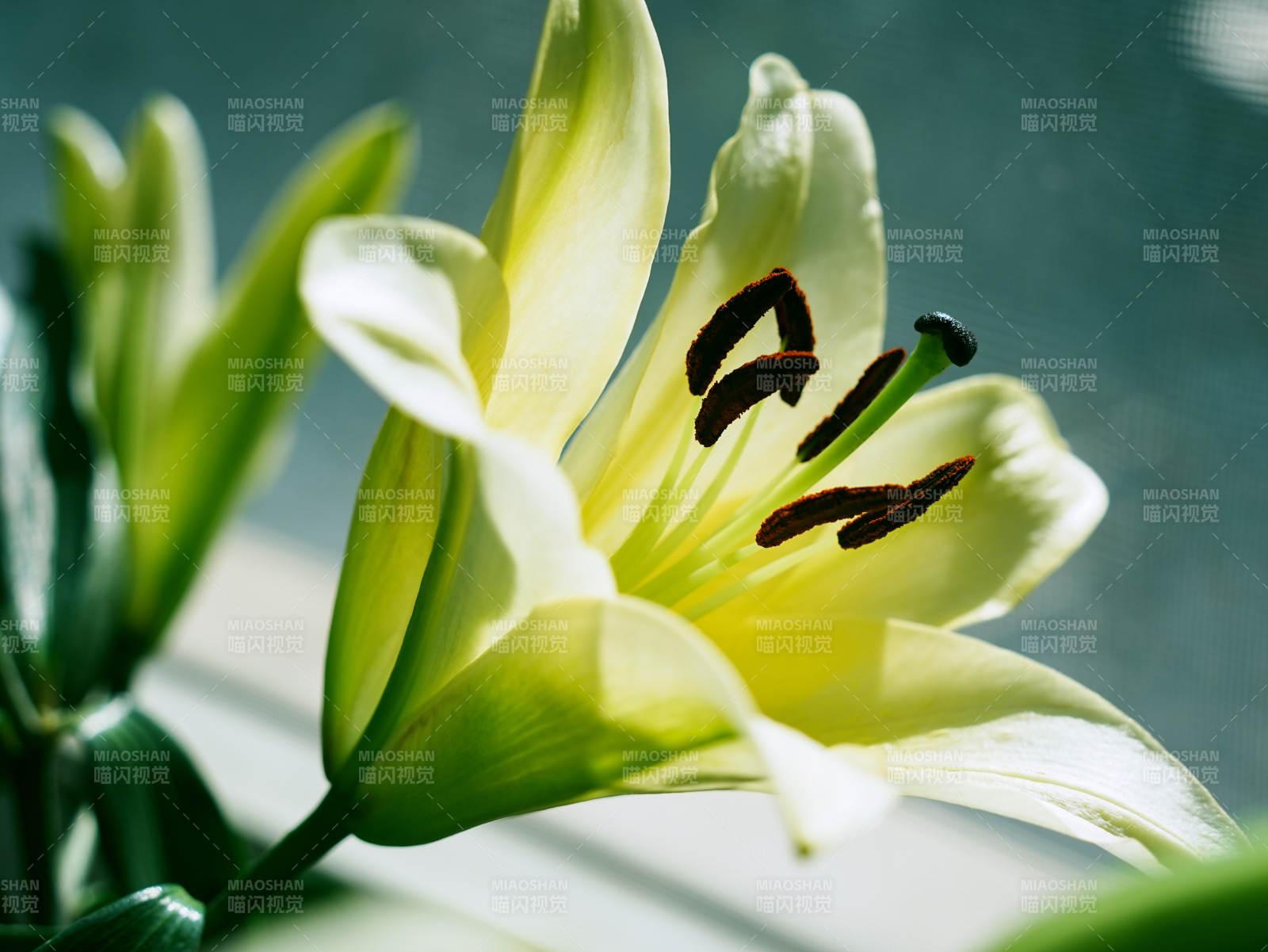 淡雅百合花绽放瞬间图片