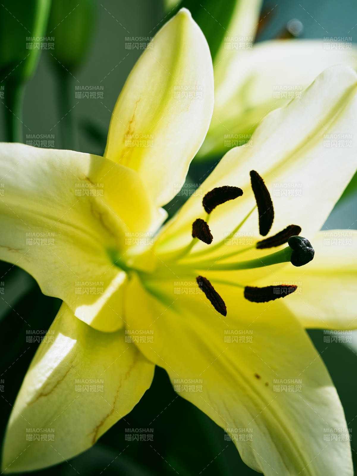 黄色百合花的细腻之美图片