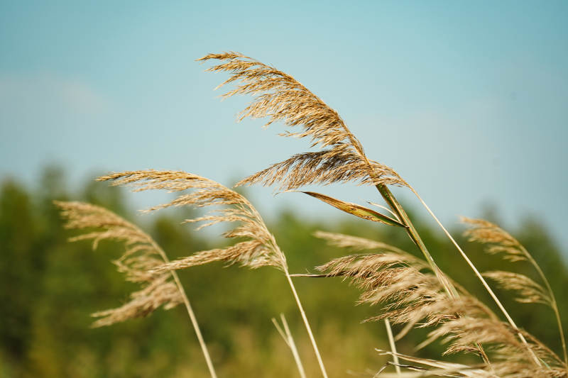 风中摇曳的芦苇图片