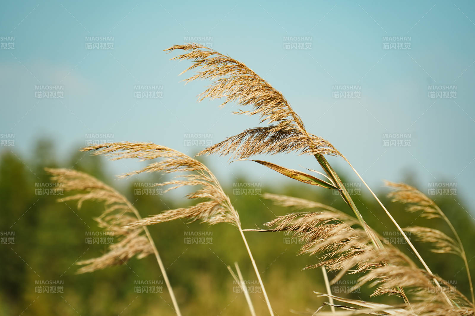 风中摇曳的芦苇图片