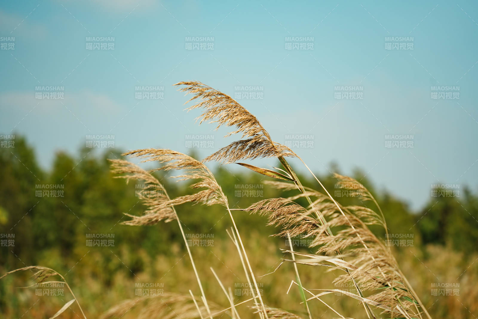 风中摇曳的芦苇图片