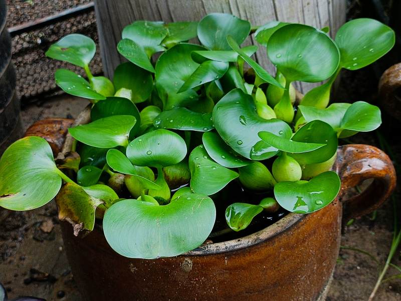 水生植物盆栽特写图片