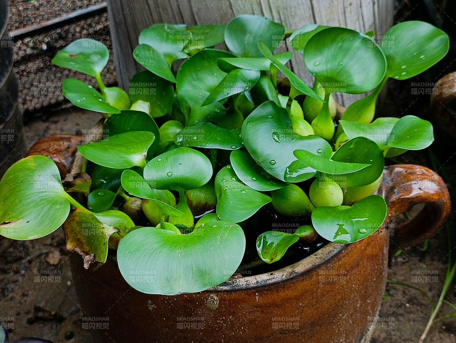 水生植物盆栽特写图片