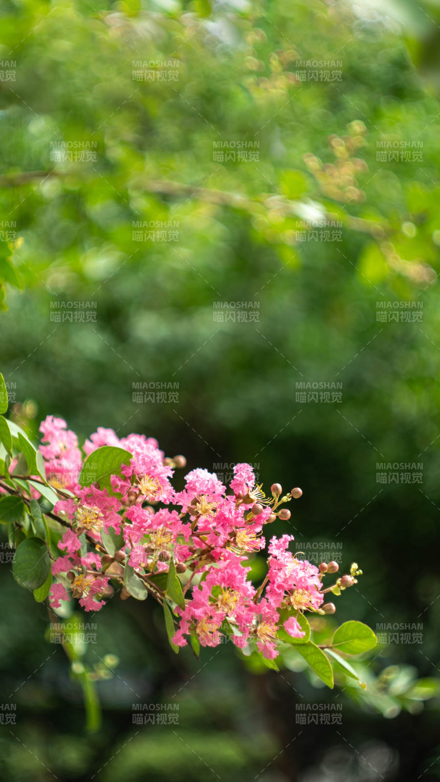 粉色花朵在绿叶中绽放图片