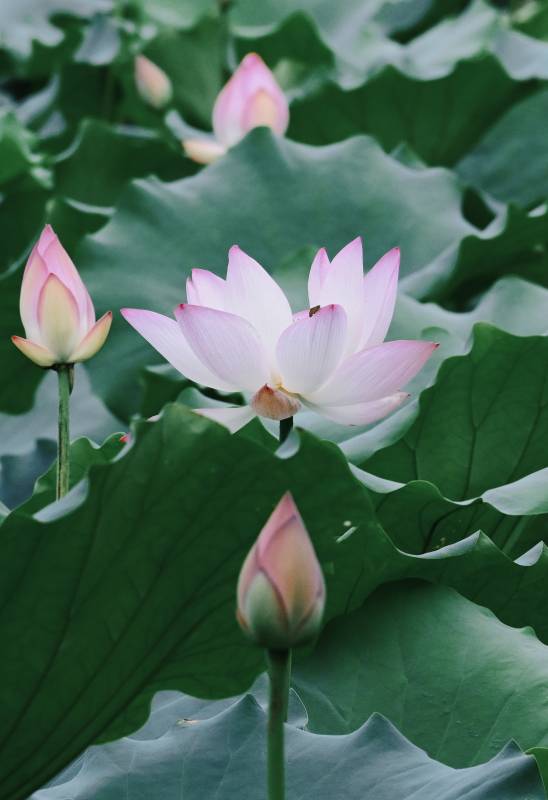 荷花盛开 绿叶相伴图片