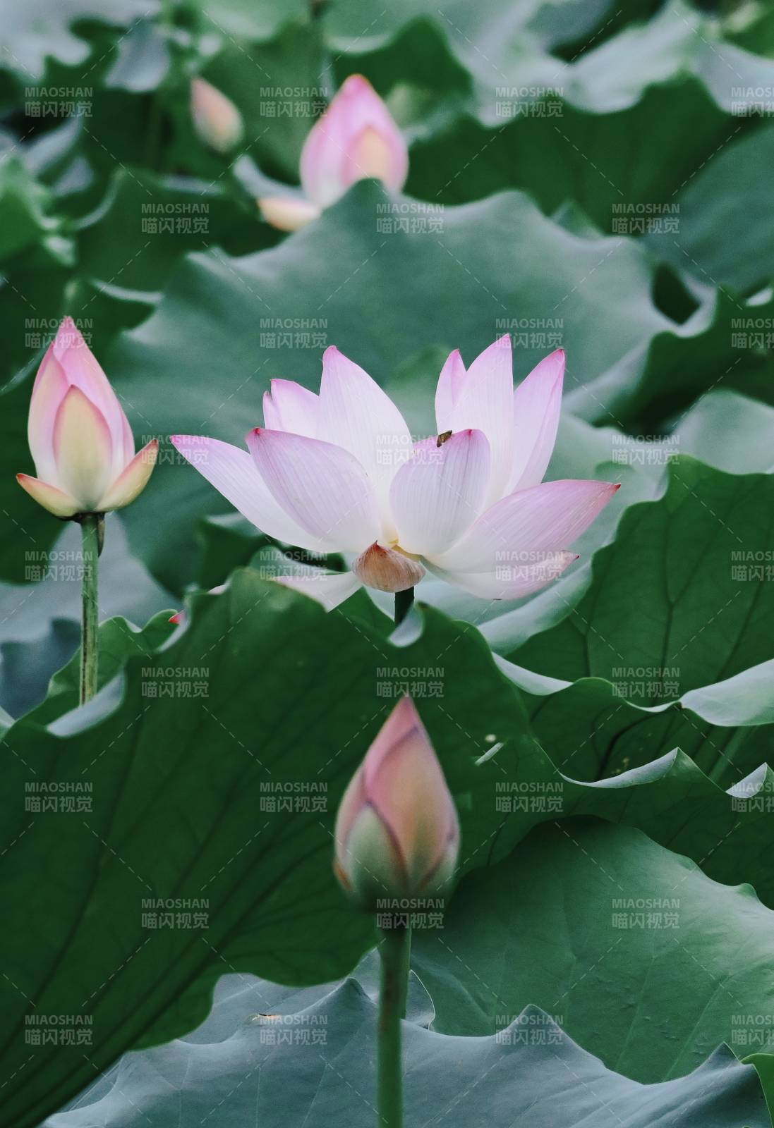 荷花盛开 绿叶相伴图片