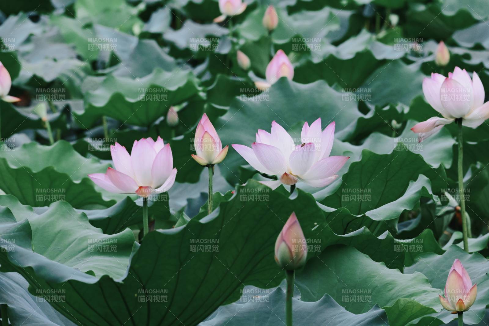 荷塘静谧 莲花绽放图片