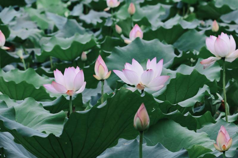 荷塘静谧 莲花绽放图片