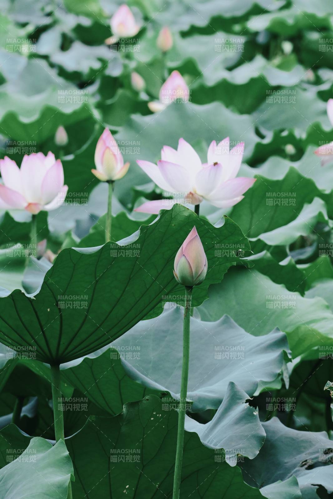 荷塘静谧 莲花绽放图片