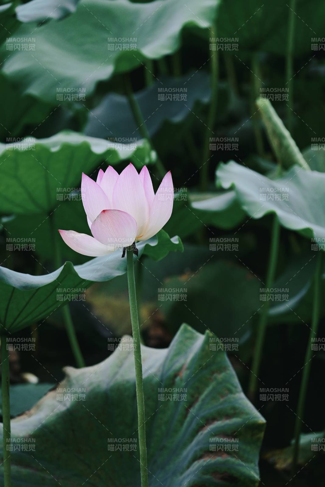 池中莲花静谧绽放图片