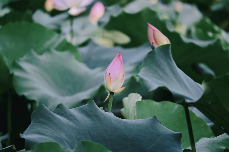 荷叶丛中的粉色莲花苞图片