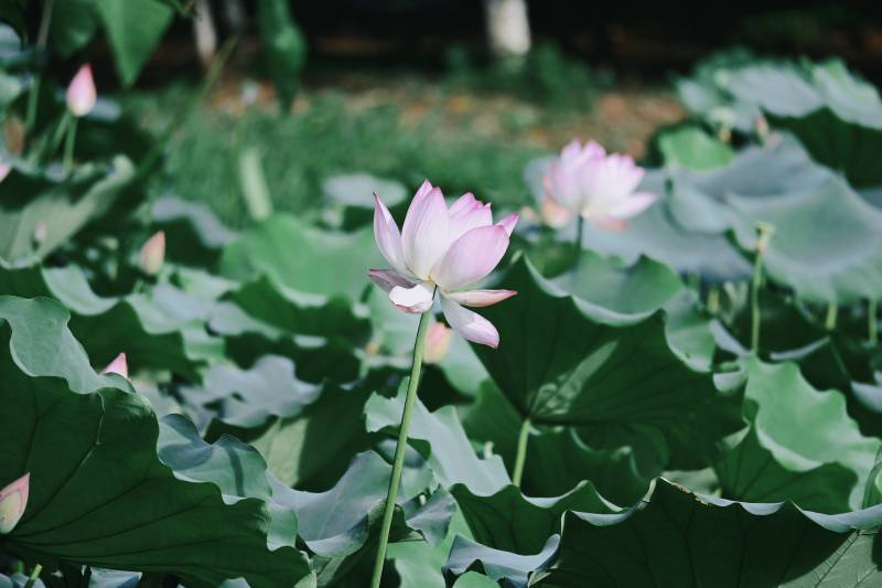 池塘中的莲花盛开图片