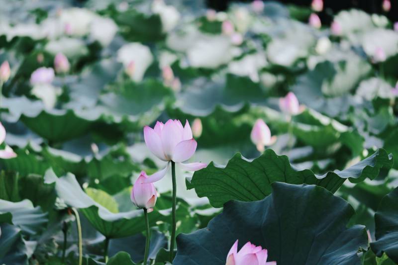 荷塘静谧 莲花绽放图片