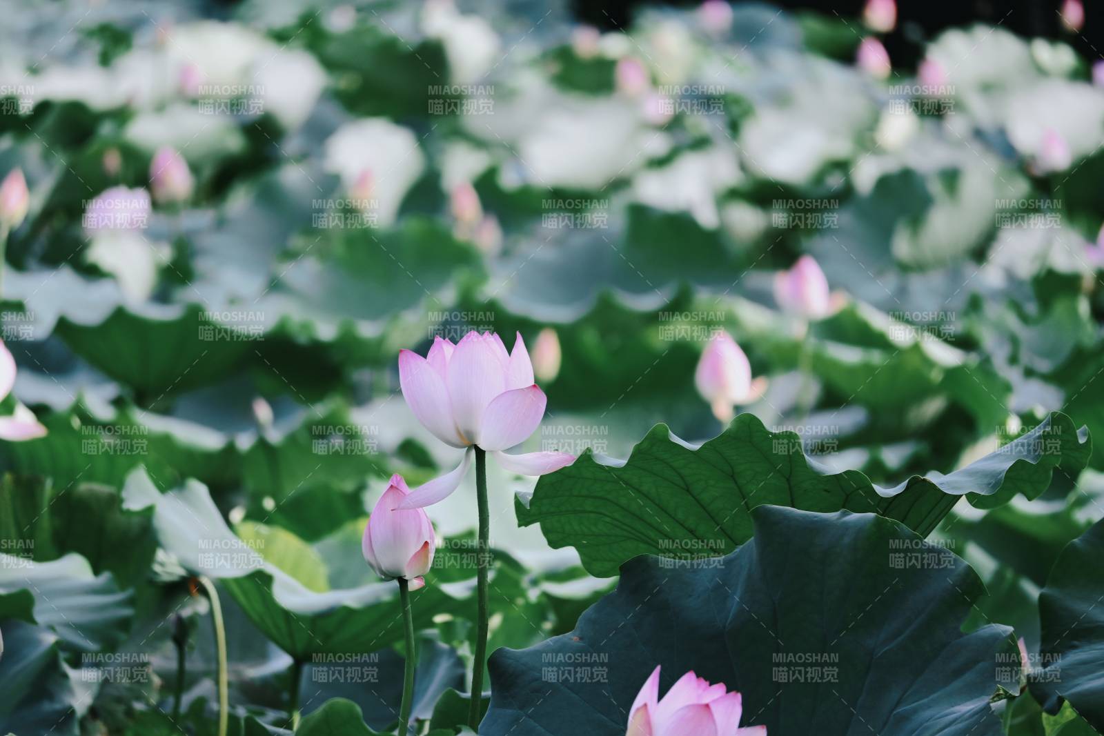 荷塘静谧 莲花绽放图片