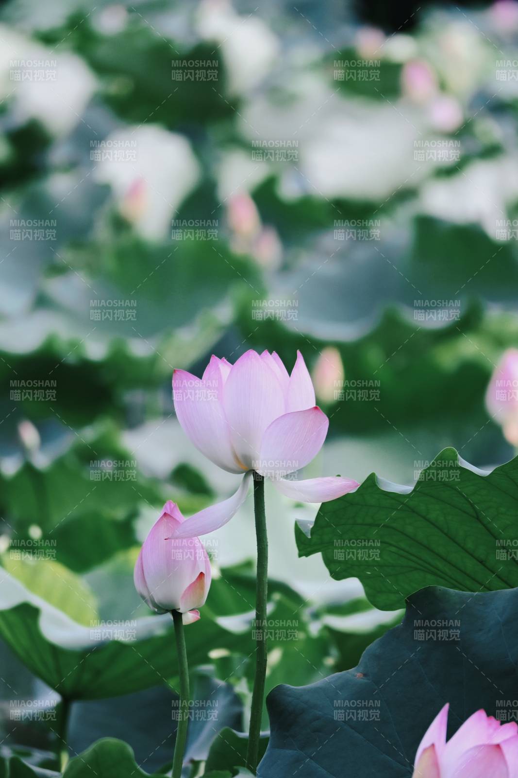 池塘中的莲花盛开图片