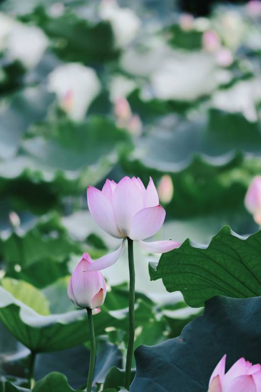 池塘中的莲花盛开图片