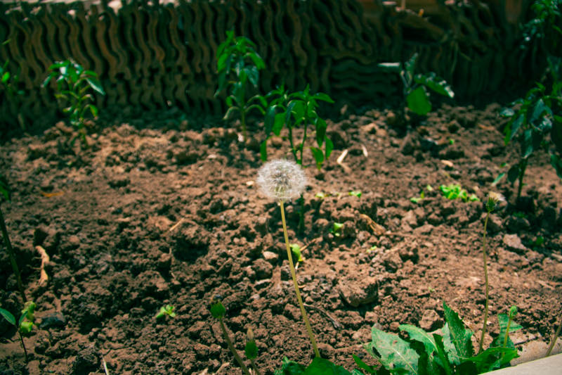 蒲公英在泥土中绽放图片