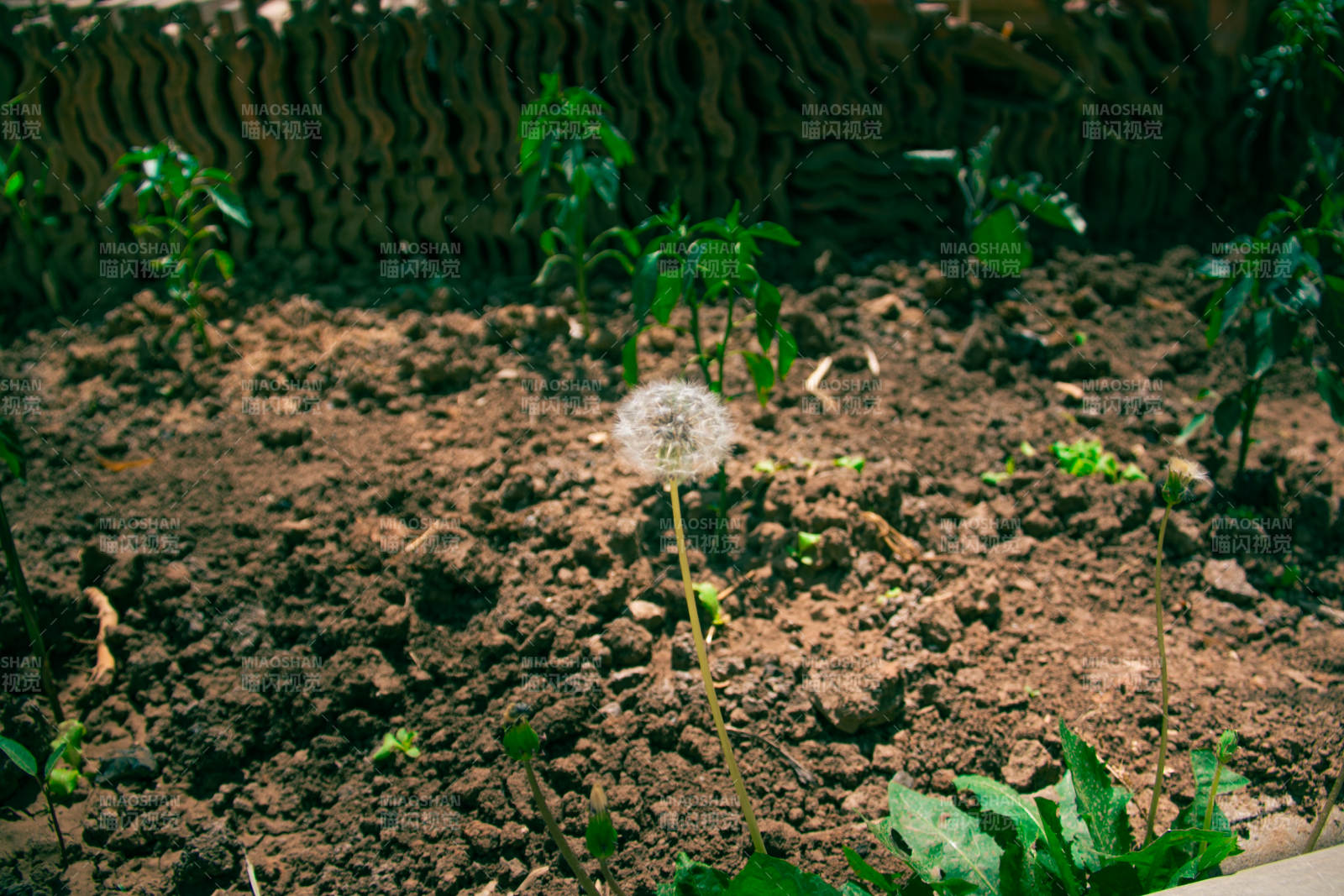 蒲公英在泥土中绽放图片