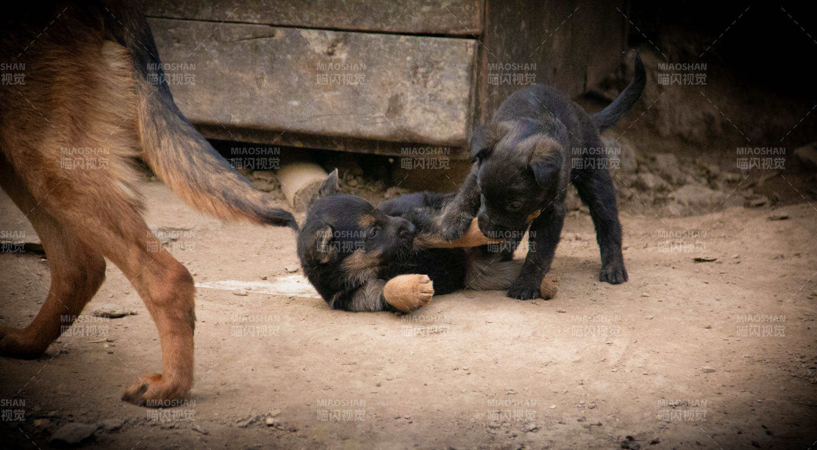 小狗嬉戏 温馨时刻图片
