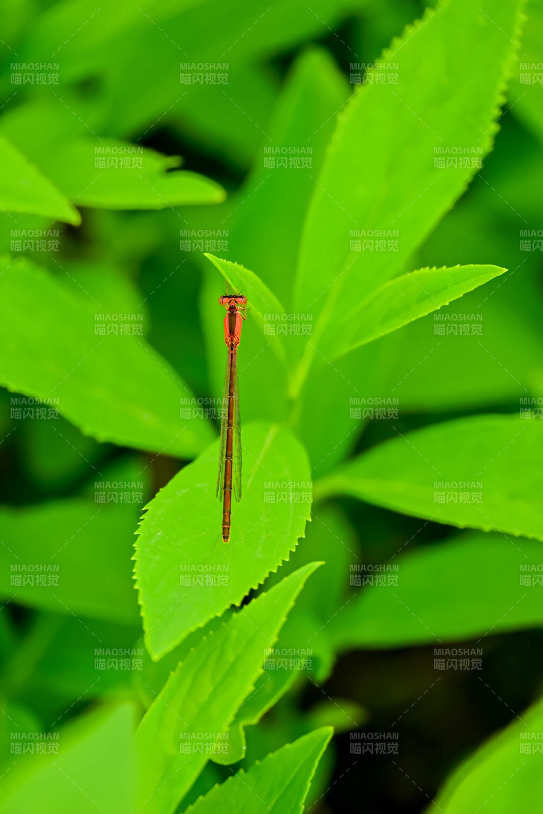 绿叶上的红色蜻蜓图片