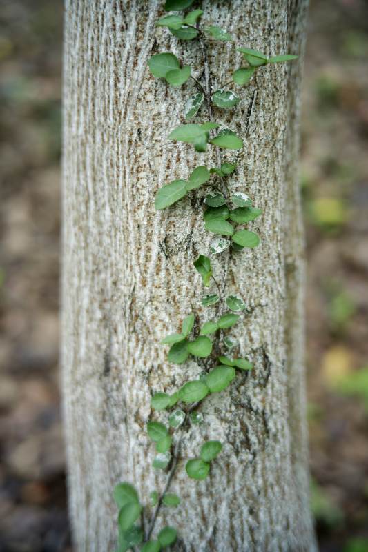 树干上的绿叶攀爬图片