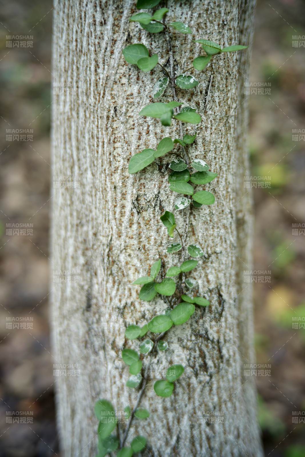 树干上的绿叶攀爬图片