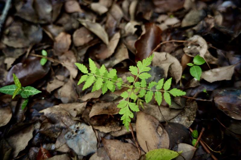 林间新绿 落叶相伴图片